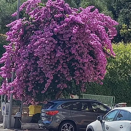 Terrazza Sul Mare In Via Devoto Lägenhet *